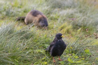 One young Alpine chough or yellow-billed chough (Pyrrhocorax graculus) stands on grass in the