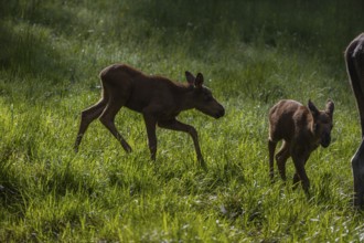 Two baby moose or elk, Alces alces, (19 days old, born May 8, 2020) standing on a meadow with tall