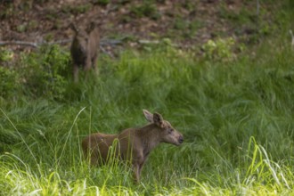 Two baby moose or elk, Alces alces, (19 days old, born May 8, 2020) walking through tall fresh