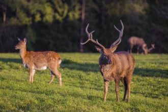 One male and one female Dybowsky deer (Cervus nippon hortulorum) stand on a green meadow. First