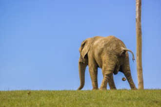 An adult female African elephant (Loxodonta africana) stands on a meadow and defecates