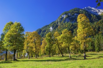 Nature conservancy area Grosser Ahornboden. Sycamore maple trees, Acer pseudoplatanus, in autumn.