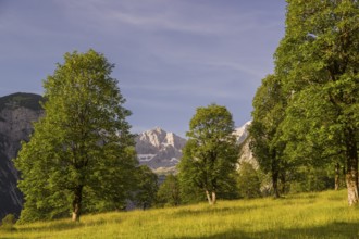 Sycamore maple trees, Acer pseudoplatanus, in summertime. Mountains in the background. Nature