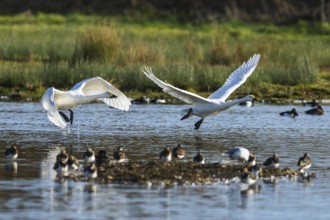 Tundra Swan, Bewick's Swan, Cygnus columbianus in flight at winter in Slimbridge, England, United