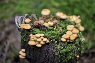 Cane sponges (Kuehneromyces), on dead wood, Switzerland, Europe