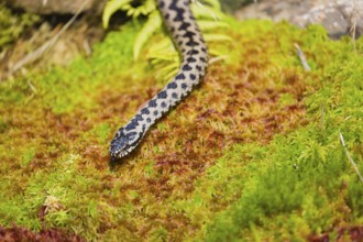 One Vipera berus, the common European adder or common European viper, creeps over moss and rocks