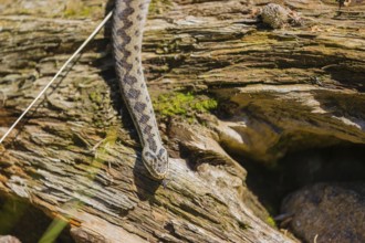 One Vipera berus, the common European adder or common European viper, creeps over moss and rocks