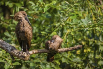 A hamerkop (Scopus umbretta) rests on a branch of a tree, a second one grooms himself. Green leaves