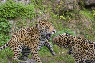 Two adult jaguars (Panthera onca) play fighting on a green meadow