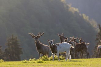 Group of Red Deer, Cervus elaphus, early morning, backlight with a goat accompanying the herd