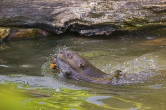 An adult giant otter or giant river otter (Pteronura brasiliensis) swims in a small river carrying