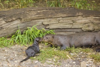 A two-year-old giant otter or giant river otter (Pteronura brasiliensis) cares for a 2-month-old