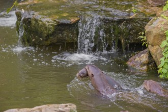 An adult giant otter or giant river otter (Pteronura brasiliensis) swims in a small river carrying