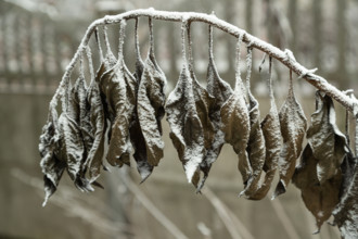 Withered tree branch covered with hoarfrost. Abstract floral background, garden and winter concept.