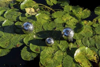 Three silver balls lying on water lily pads, Germany, Europe