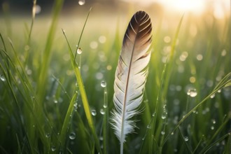 A lone feather resting gently on a dew-covered grassy field, with soft morning light illuminating