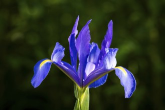 Blue-flowering iris in the garden, flower with yellow background. Single blossom, cropped in front