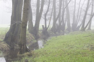 Alders (Alnus glutinosa) in the fog, Emsland, Lower Saxony, Germany, Europe