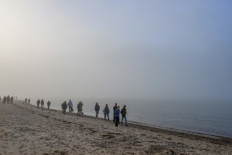 Beach walker with dogs on the foggy Baltic Sea, Mecklenburg-Vorpommern, Germany, Europe