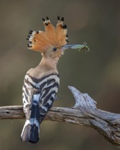 Hoopoe (Upupa epops) Bird of the Year 2022, male with grasshopper as food for the young birds,