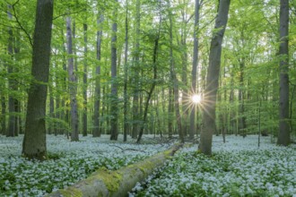 Near-natural deciduous forest with flowering wild garlic (Allium ursinum), sun star, Hainich