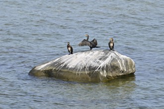 Cormorant (Phalacocorax carbo), with outstretched wings sitting on a rock in the Baltic Sea, Poel