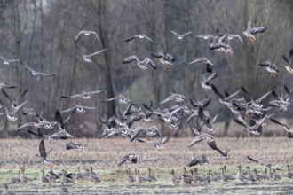 Bean geese (Anser fabalis), Emsland, Lower Saxony, Germany, Europe