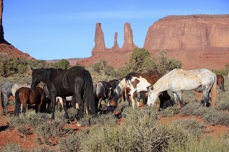 Mustang, (Equus caballus), horses, group, herd, Monument Valley, Utah, USA, North America