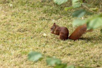 Eurasian squirrel (Sciurus vulgaris) eating a hazelnut, hazel (Corylus avellana), in a meadow under