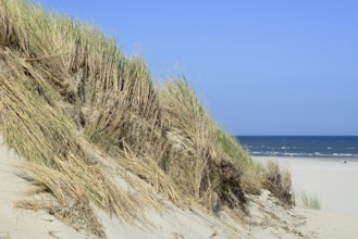 High dune with marram grass (Ammophila arenaria), North Sea, Juist, East Frisian Islands, Lower