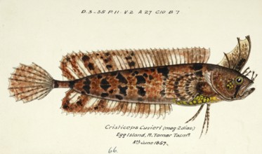 Cristiceps australis, fish, reproduction of an original, by Frank Edward Clarke (b. 1849, d. 1899),