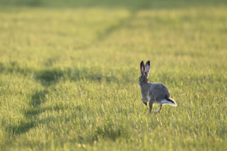 European hare (Lepus europaeus), running across a field, Lake Neusiedl National Park, Seewinkel,