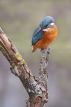 Common kingfisher (Alcedo atthis) observing fish, Tyrol, Austria, Europe