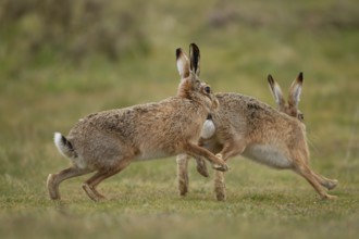 European brown hare (Lepus europaeus) two adult animals running and chasing in grassland in spring,