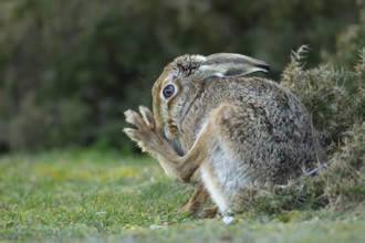 European brown hare (Lepus europaeus) adult animal washing its foot in grassland, England, United