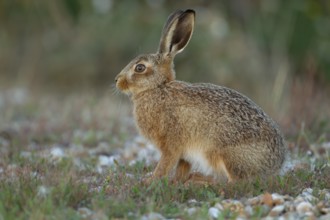 European brown hare (Lepus europaeus) juvenile baby leveret animal in grassland in the summer,