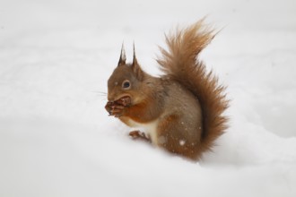 Red squirrel (Sciurus vulgaris) adult animal feeding on a nut on in snow in winter, Scotland,