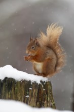 Red squirrel (Sciurus vulgaris) adult animal feeding on a nut on a tree stump covered in snow in