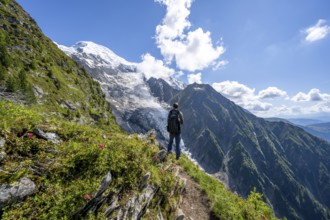 Mountaineer between alpine roses on a hiking trail, impressive mountain landscape with glacier,