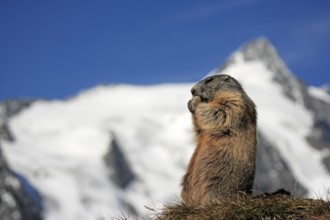 Alpine marmot (Marmota marmota), adult, rock, feeding, Großglockner massif, Hohe Tauern National