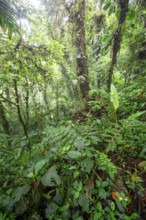 Dense vegetation in the rainforest, Monteverde cloud forest, Monte Verde, Puntarenas province,