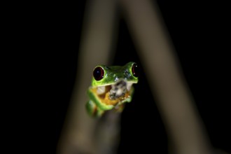 Red-eyed tree frog (Agalychnis callidryas), sitting on a branch, at night in the tropical