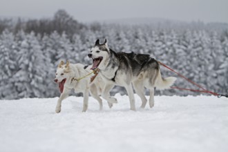 Sled dog race, Winterberg, Sauerland, North Rhine-Westphalia, Germany, snowy landscape, sled dogs,