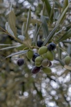 Olive grove