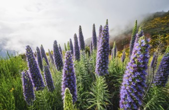 Madeira landscape with Pride of Madeira flowers and blooming Cytisus shrubs and mountains in clouds