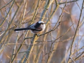 Long-tailed tit (Aegithalos caudatus) adult bird perched on a willow tree branch, in late winter