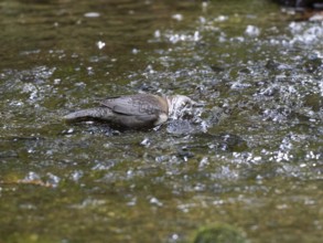 Common Dipper (Cinclus cinclus), adult bird walking through shallow water in a hill stream, with