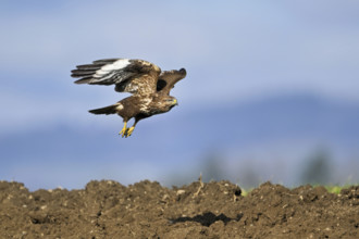 Common buzzard (Buteo buteo), flying over a field, Canton Aargau, Switzerland, Europe