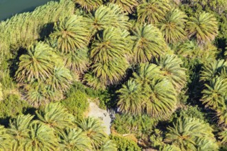 Preveli palm forest, Rethymno, Crete, Greek Islands, Greece, Europe