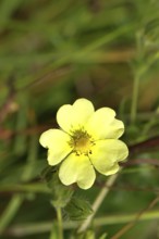 Golden cinquefoil (Potentilla aurea), yellow flower, medicinal plant, on a forest path, Wilnsdorf,